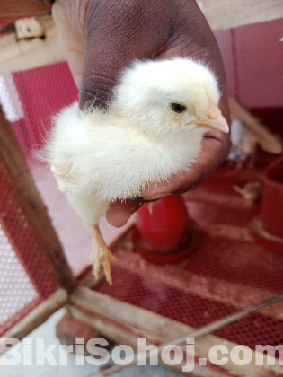 কলম্বিয়ান লাইট ব্রাহামা মুরগির বাচ্চা